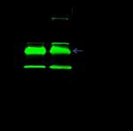 BRG1 Antibody in Immunoprecipitation (IP)