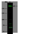 BRG1 Antibody in Western Blot (WB)