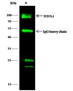 TCF7L1 Antibody in Immunoprecipitation (IP)