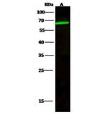 TCF7L1 Polyclonal Antibody