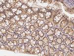 OX40L Antibody in Immunohistochemistry (Paraffin) (IHC (P))