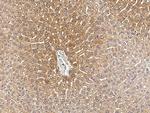 OX40L Antibody in Immunohistochemistry (Paraffin) (IHC (P))