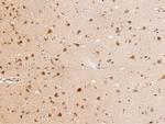 TRAF3 Antibody in Immunohistochemistry (Paraffin) (IHC (P))