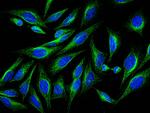 alpha Tubulin Antibody in Immunocytochemistry (ICC/IF)