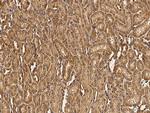 GRID2 Antibody in Immunohistochemistry (Paraffin) (IHC (P))