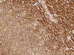 VDAC Antibody in Immunohistochemistry (Paraffin) (IHC (P))