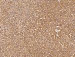 VDAC Antibody in Immunohistochemistry (Paraffin) (IHC (P))