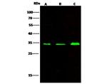 VDAC Antibody in Western Blot (WB)