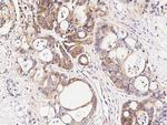CaMKIV Antibody in Immunohistochemistry (Paraffin) (IHC (P))
