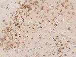 CD45 Antibody in Immunohistochemistry (Paraffin) (IHC (P))