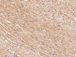 GFR alpha-3 Antibody in Immunohistochemistry (Paraffin) (IHC (P))