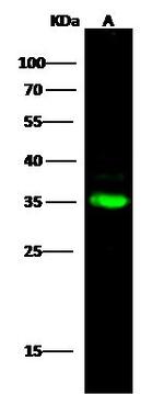 C1QBP Polyclonal Antibody