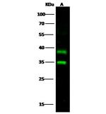 Carbonic Anhydrase XIV Antibody in Western Blot (WB)