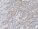 Carbonic Anhydrase IV Polyclonal Antibody