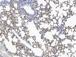 Carbonic Anhydrase IV Antibody in Immunohistochemistry (Paraffin) (IHC (P))