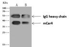 Carbonic Anhydrase IV Antibody in Immunoprecipitation (IP)
