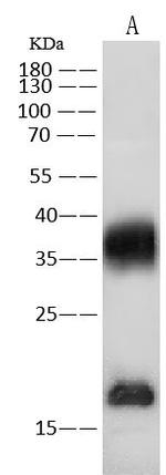 Carbonic Anhydrase IV Antibody in Western Blot (WB)