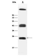 Caveolin 2 Polyclonal Antibody