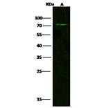 CD180 Antibody in Western Blot (WB)
