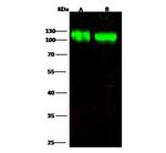 B7-H3 Polyclonal Antibody