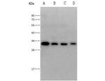 CD320 Polyclonal Antibody