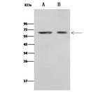 CD4 Polyclonal Antibody