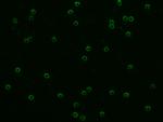 CD8 alpha Antibody in Immunocytochemistry (ICC/IF)