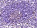 CD8 alpha Antibody in Immunohistochemistry (Paraffin) (IHC (P))