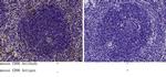 CD96 Antibody in Immunohistochemistry (Paraffin) (IHC (P))