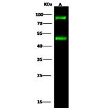H-cadherin Polyclonal Antibody