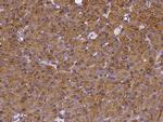 CEL Polyclonal Antibody