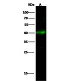 CHI3L1 Antibody in Western Blot (WB)
