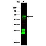 CNDP2 Antibody in Western Blot (WB)