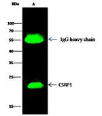 CRP1 Antibody in Immunoprecipitation (IP)