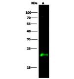 CRP1 Polyclonal Antibody