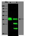 Cathepsin L Antibody in Western Blot (WB)