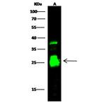 Cathepsin S Antibody in Western Blot (WB)