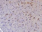 Ephrin A3 Polyclonal Antibody