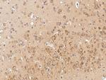 Ephrin A5 Antibody in Immunohistochemistry (Paraffin) (IHC (P))