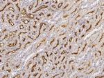 CD249 Polyclonal Antibody