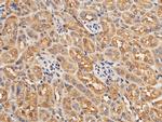 EphB4 Antibody in Immunohistochemistry (Paraffin) (IHC (P))