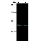 EVI2B Polyclonal Antibody