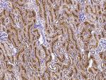 GGT1 Antibody in Immunohistochemistry (Paraffin) (IHC (P))