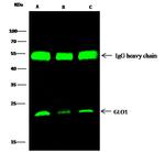 GLO1 Antibody in Immunoprecipitation (IP)