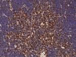 IFITM1 Antibody in Immunohistochemistry (Paraffin) (IHC (P))