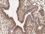 IFITM1 Antibody in Immunohistochemistry (Paraffin) (IHC (P))