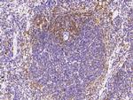 IFNA5 Antibody in Immunohistochemistry (Paraffin) (IHC (P))