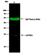 IFNA5 Antibody in Immunoprecipitation (IP)