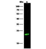 IFNA5 Antibody in Western Blot (WB)