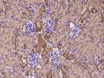 IGSF5 Polyclonal Antibody